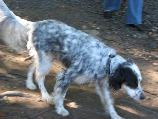 Maisy - Setter Anglais (2 ans)