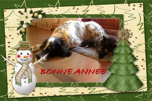 Setter anglais Scott et sa minette - Setter Anglais