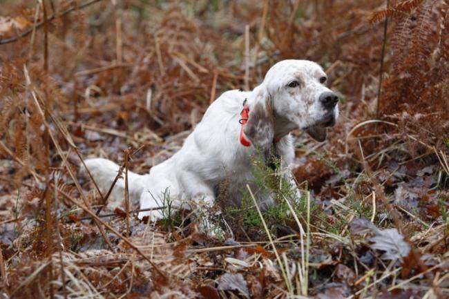 Setter Anglais du Mas des Vernets - Setter Anglais