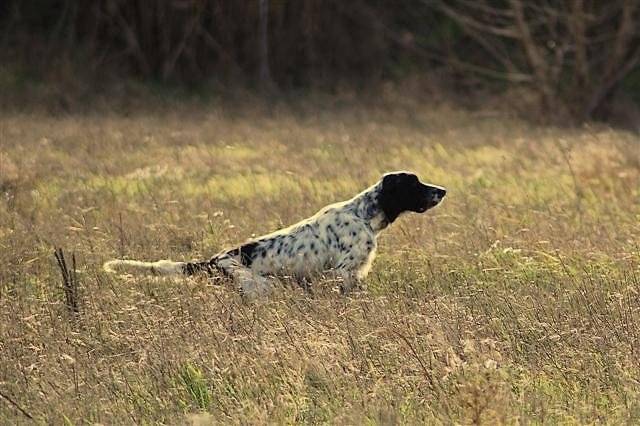 Dony de l'Enclos des Jonquilles - Setter Anglais