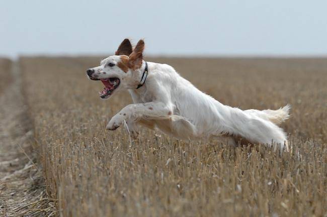 Anjou de la Passée de l ' Eperon - Setter Anglais