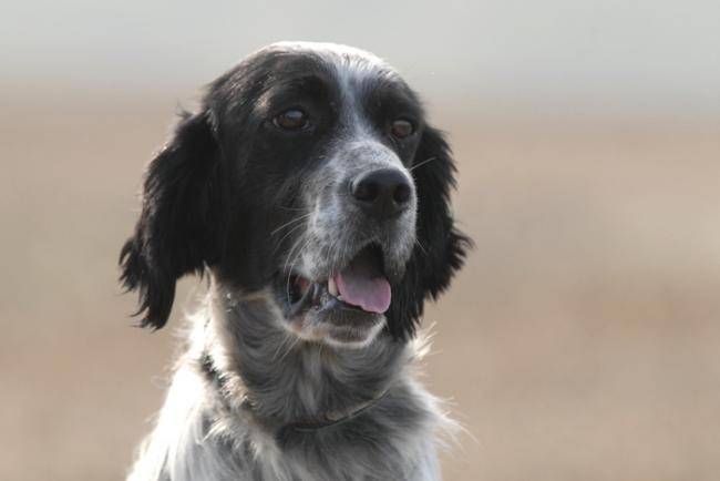 Bartoli du Mas d'Eyraud - Setter Anglais