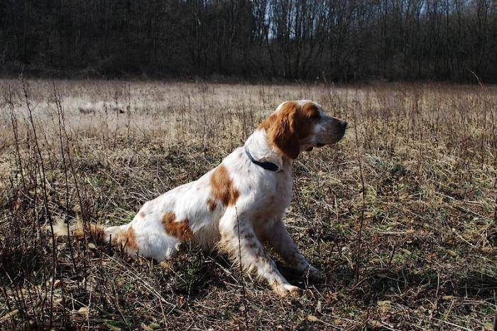 Clovis du Mas des Vernets - Setter Anglais
