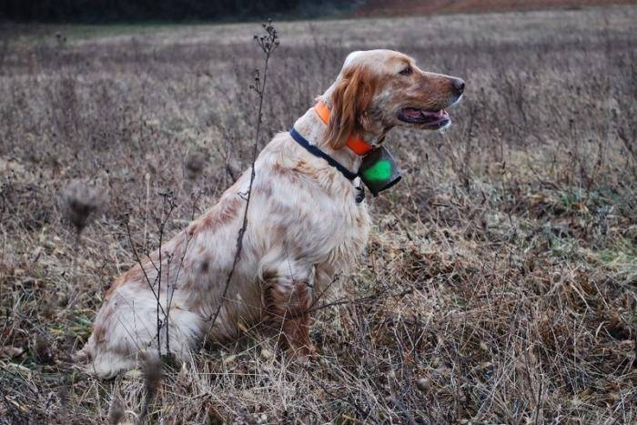 Doucka du Mas des Vernet - Setter Anglais