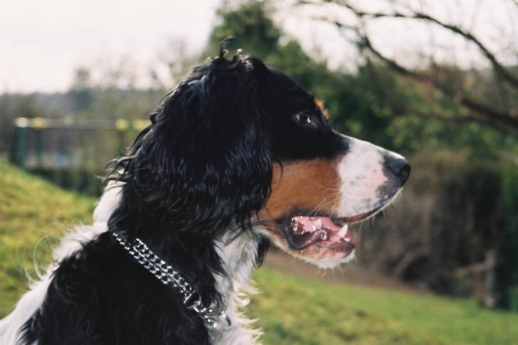 Qu'attend-il ? - Setter Anglais