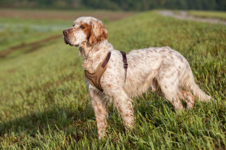 Un Setter Anglais avec un harnais