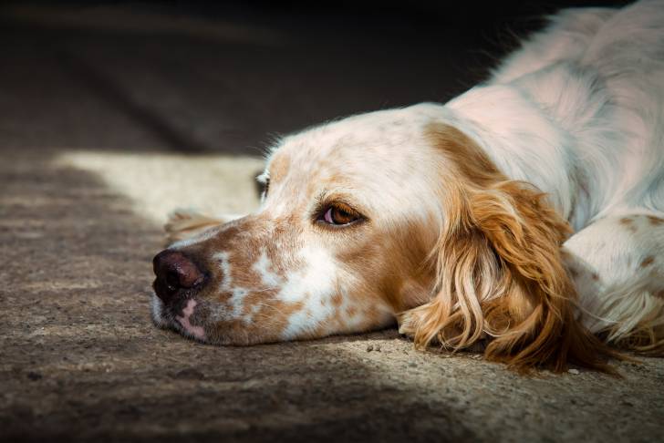 Un Setter Anglais allongé avec la tête posée par terre