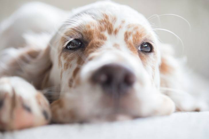 Un jeune Setter Anglais allongé par terre