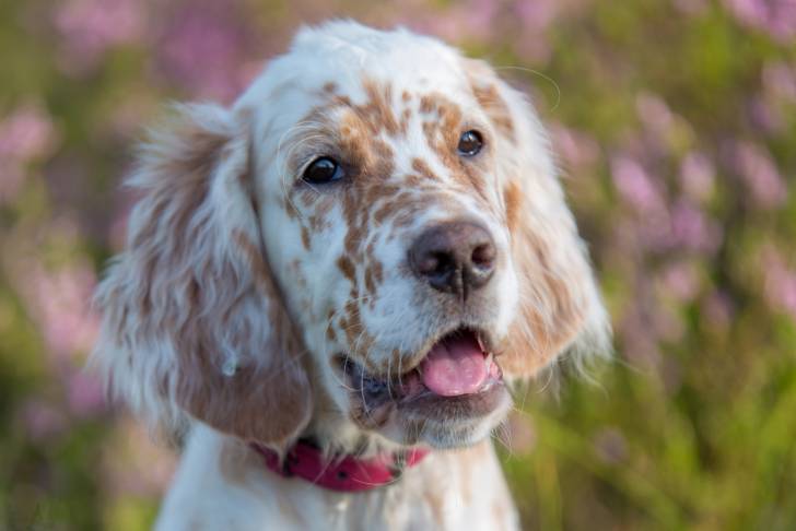 Un chiot Setter Anglais avec un collier rouge