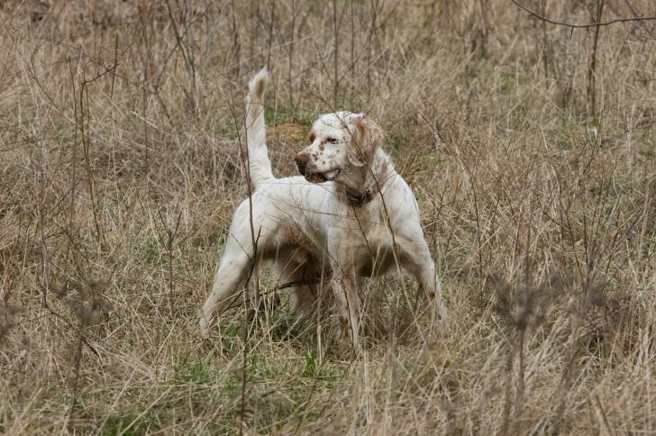Un Setter Anglais en position statique pendant une partie de chasse