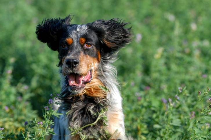 Un Setter Anglais en train de courir