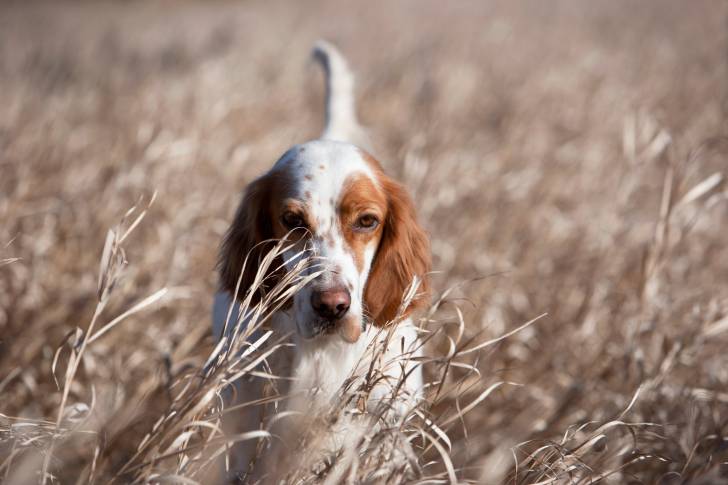 Un Setter Anglais blanc et marron