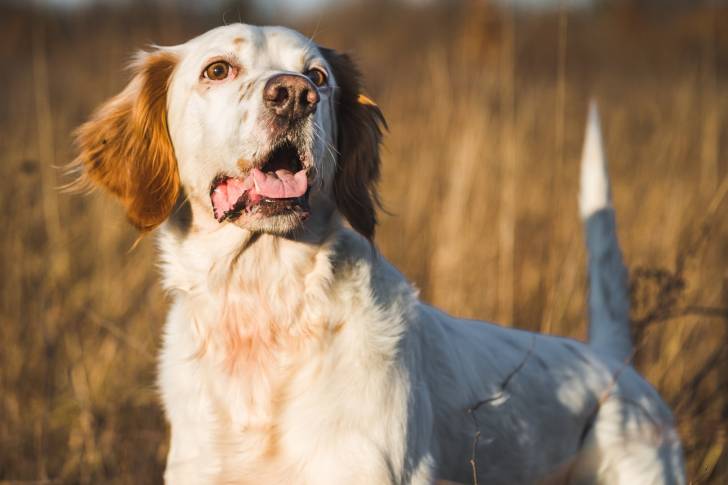 Un Setter Anglais dans un champs 