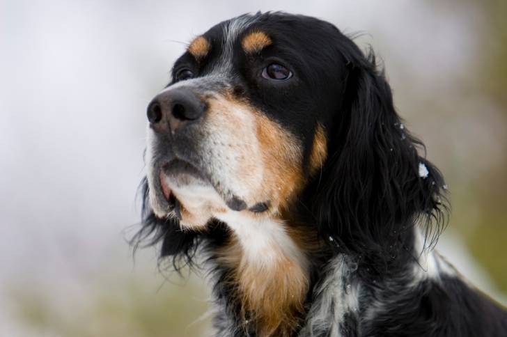 Un Setter Anglais tricolore