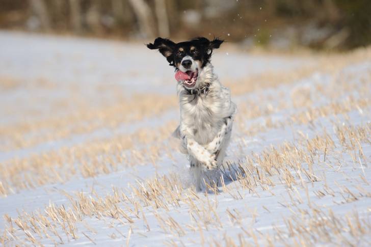 Un Setter Anglais en train de courir la langue pendue