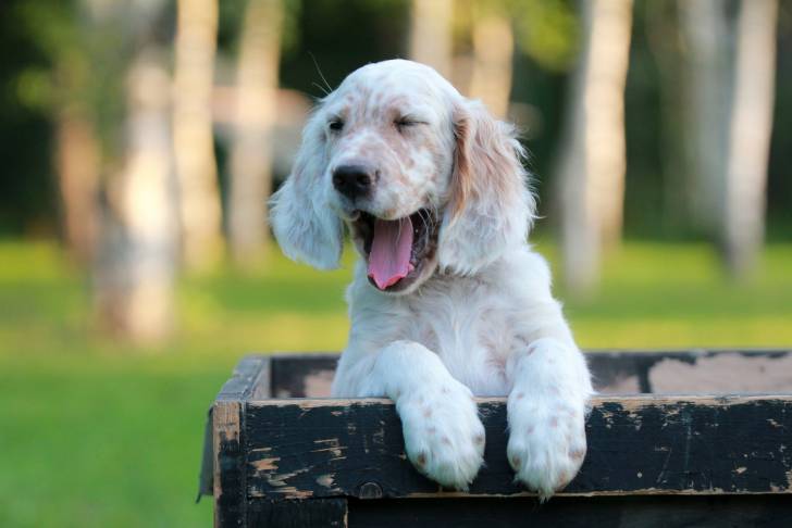 Un chiot Setter Anglais dans une caisse en bois