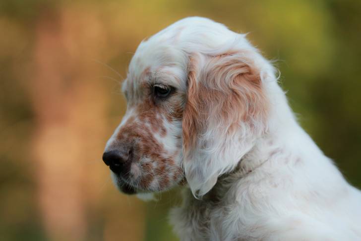 Un chiot Setter Anglais qui fait la moue 