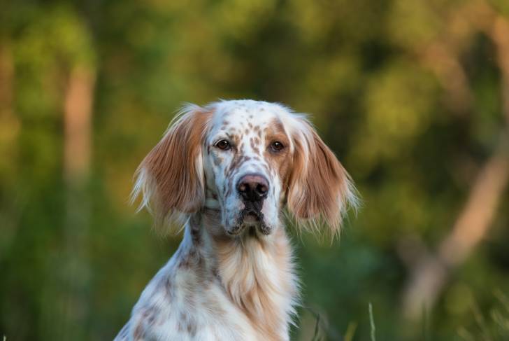 Un Setter Anglais qui regarde vers l'objectif