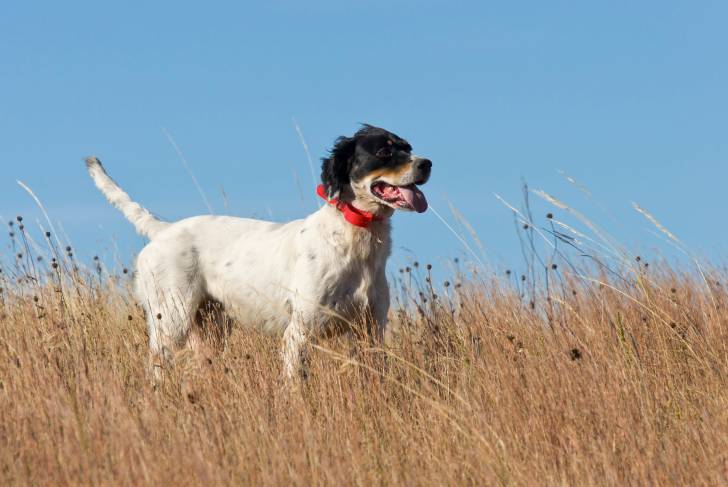 Un Setter Anglais pendant sa promenade