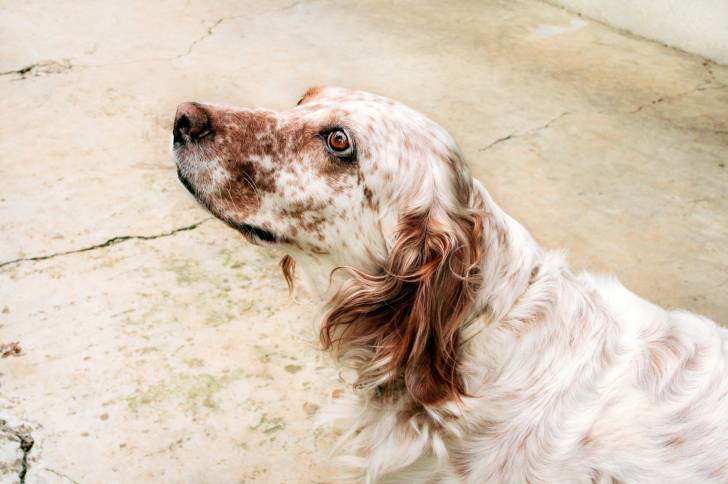 Un Setter Anglais en train de renifler