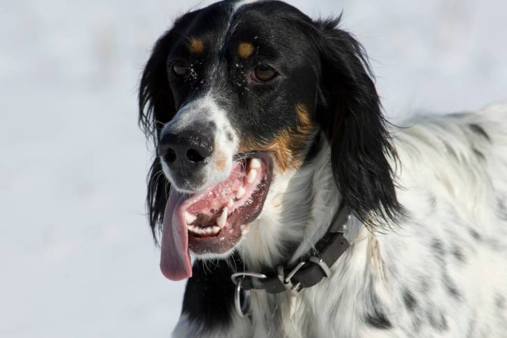 Un Setter Anglais avec la langue pendue