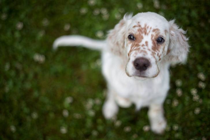 Un Setter Anglais en train de regarder l'objectif