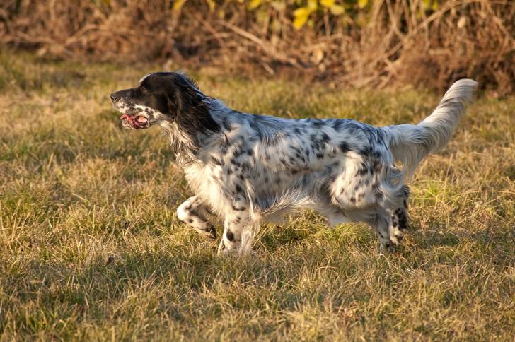 Un Setter Anglais en position de rappel
