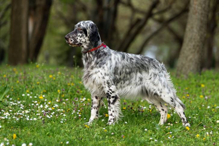 Un Setter Anglais avec un collier rouge