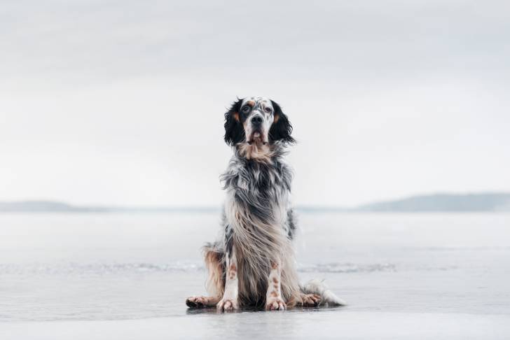 Un Setter Anglais assis au bord de l'eau