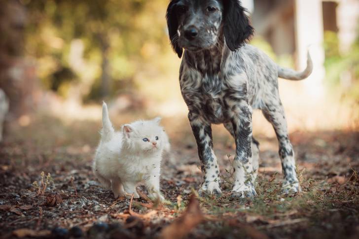 Un Setter Anglais avec un petit chat blanc
