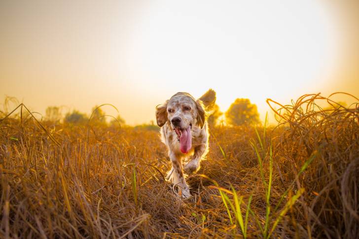 Un Setter Anglais en train de se promener dehors