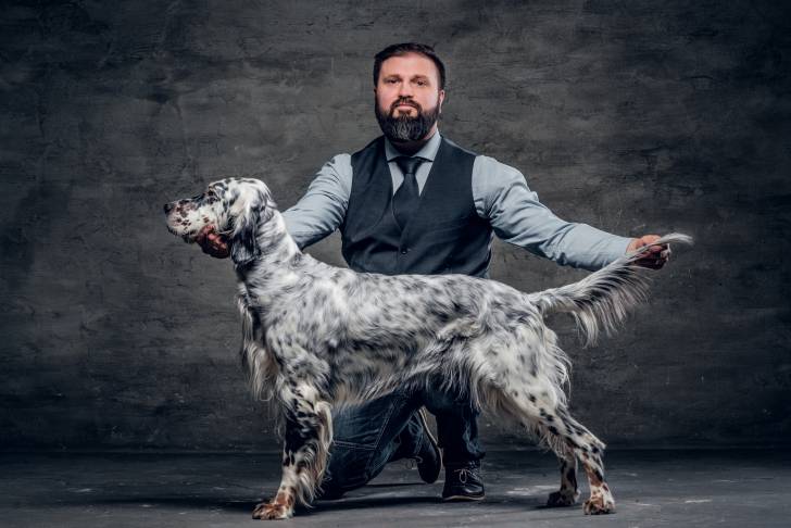 La morphologie d'un Setter Anglais