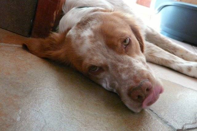 Galilée - Setter Anglais Mâle (10 mois)