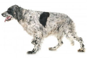 Un Setter Anglais en position statique sur fond blanc