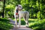 Photo Irish Wolfhound