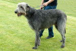 Photo Irish Wolfhound