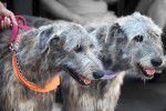 Photo Irish Wolfhound