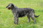 Photo Irish Wolfhound