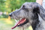 Photo Irish Wolfhound