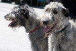 Photo Irish Wolfhound