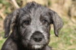 Photo Irish Wolfhound