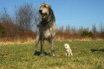 Photo Irish Wolfhound