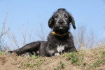 Photo Irish Wolfhound