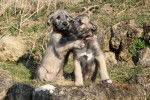 Photo Irish Wolfhound