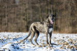 Photo Irish Wolfhound