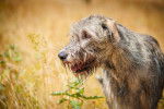 Photo Irish Wolfhound