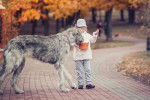 Photo Irish Wolfhound