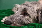 Photo Irish Wolfhound
