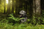 Photo Irish Wolfhound
