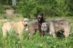 Photo Irish Wolfhound